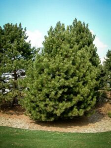 Сосна Чёрная (Pinus Nigra) купить по цене от 270.00р. в интернет-магазине «Посадика» с доставкой почтой в в Карабановое и по всей России – [изображение №1].