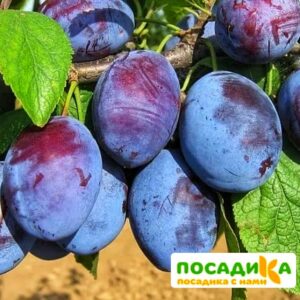 Слива Чачакская ранняя купить по цене от 229.00р. в интернет-магазине «Посадика» с доставкой почтой в в Карабановое и по всей России – [изображение №1].