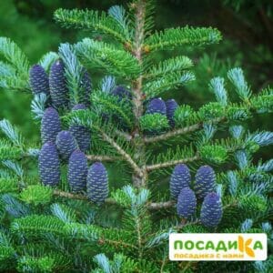 Пихта корейская (Abies koreana) купить по цене от 450.00р. в интернет-магазине «Посадика» с доставкой почтой в в Карабановое и по всей России – [изображение №1].