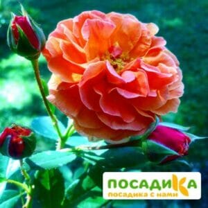 Роза Арабия купить по цене от 350.00р. в интернет-магазине «Посадика» с доставкой почтой в в Карабановое и по всей России – [изображение №1].