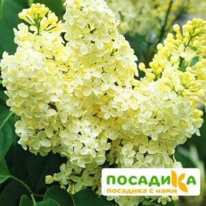 Сирень Примроуз (Primrose) купить по цене от 529.00р. в интернет-магазине «Посадика» с доставкой почтой в в Карабановое и по всей России – [изображение №1].