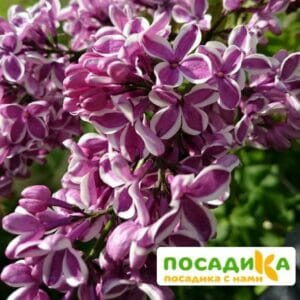 Сирень Сенсация купить по цене от 529.00р. в интернет-магазине «Посадика» с доставкой почтой в в Карабановое и по всей России – [изображение №1].