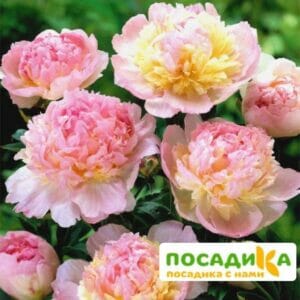 Пион Распберри Сандей (Paeonia Raspberry Sundae) купить по цене от 959р. в интернет-магазине «Посадика» с доставкой почтой в в Карабановое и по всей России – [изображение №1].