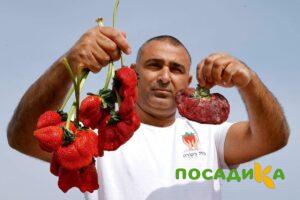Клубника Гигант Джорнея купить по цене от 266р. в интернет-магазине «Посадика» с доставкой почтой в в Карабановое и по всей России – [изображение №1].