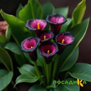 Калла Аура Лейс купить по цене от 400р. в интернет-магазине «Посадика» с доставкой почтой в в Карабановое и по всей России – [изображение №1].