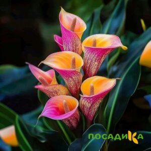 Калла Оникс купить по цене от 450р. в интернет-магазине «Посадика» с доставкой почтой в в Карабановое и по всей России – [изображение №1].