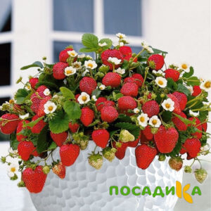 Клубника Рубиновый Шепот (горшечная) купить по цене от 240р. в интернет-магазине «Посадика» с доставкой почтой в в Карабановое и по всей России – [изображение №1].