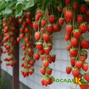 Клубника вьющаяся Комплимент купить по цене от 470р. в интернет-магазине «Посадика» с доставкой почтой в в Карабановое и по всей России – [изображение №1].