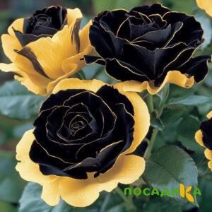 Роза Ханни Сикл купить по цене от 700р. в интернет-магазине «Посадика» с доставкой почтой в в Карабановое и по всей России – [изображение №1].