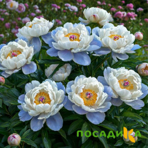 Пион акварельный Этюд купить по цене от 806р. в интернет-магазине «Посадика» с доставкой почтой в в Карабановое и по всей России – [изображение №1].