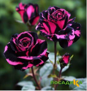 Роза Багровый Шепот купить по цене от 366р. в интернет-магазине «Посадика» с доставкой почтой в в Карабановое и по всей России – [изображение №1].
