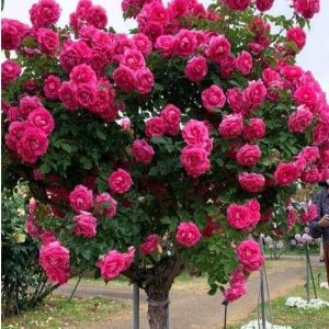 Роза Версаля купить по цене от 232р. в интернет-магазине «Посадика» с доставкой почтой в в Карабановое и по всей России – [изображение №1].